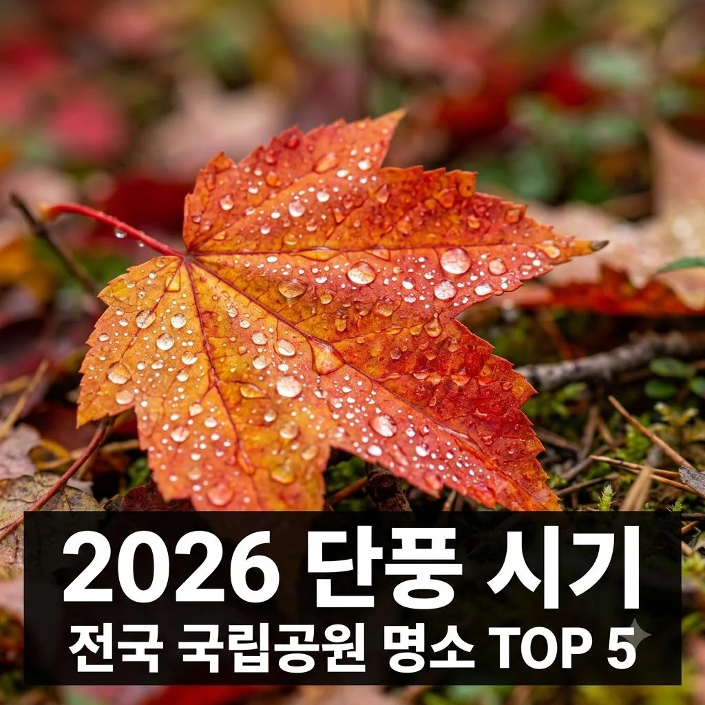 2026 가을 단풍 시기 예측: 전국 국립공원 단풍 명소 TOP 5